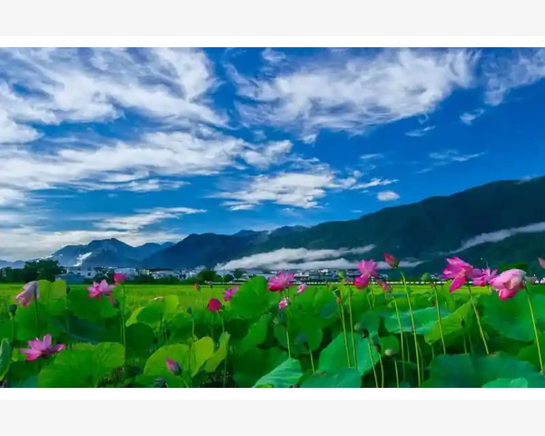 中医湿热清除周期及方法