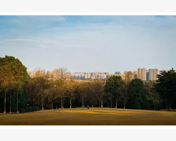 桑白皮：清肺热还是清胃热？探寻中医草药的神奇功效